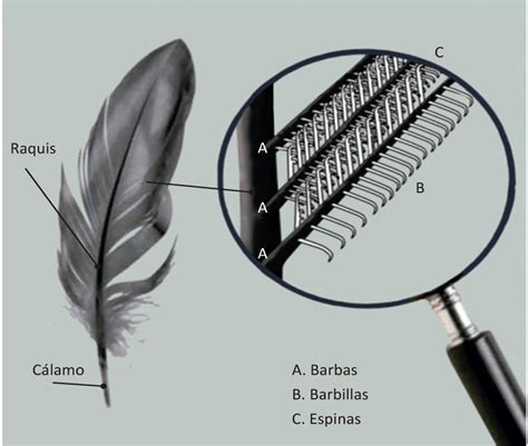 Esquema comparativo: Diferencias entre la estructura del plumaje en un canario negro clásico frente a un negro pastel, mostrando la reducción de la feomelanina.