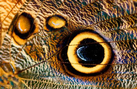 Infografía: Detalle de los ocelos perlados y la dilución del ala gris en comparación con el diseño estriado tradicional.