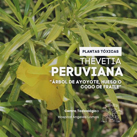 infografía sobre la toxicidad de las semillas de Thevetia peruviana y sus efectos en el sistema cardiovascular