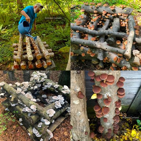 Troncos de madera inoculados con micelio de hongo