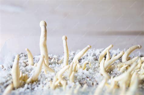 Caja de cultivo con pequeños primordios de hongos emergiendo