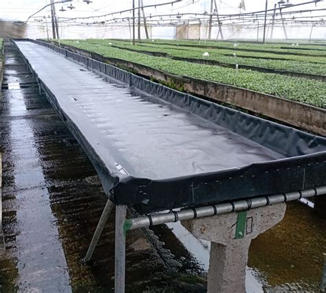 Cama de cultivo de Pleurotus en paja pasteurizada
