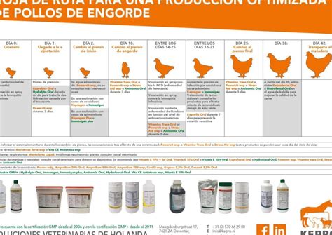 Comparación visual entre las condiciones de vida de pollos en una granja industrial y pollos en un entorno de crianza al aire libre