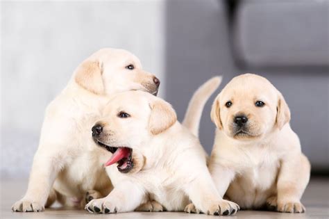 Foto de un perro Labrador comiendo con entusiasmo
