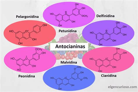 Esquema sobre los beneficios de las antocianinas presentes en el maíz morado.
