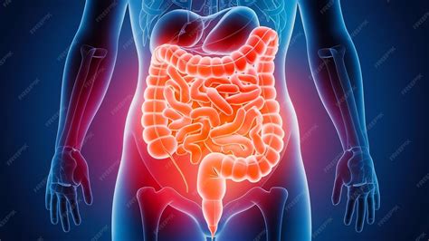 Ilustración de la anatomía del tracto gastrointestinal humano, destacando el intestino delgado donde ocurre la mayor parte de la absorción.