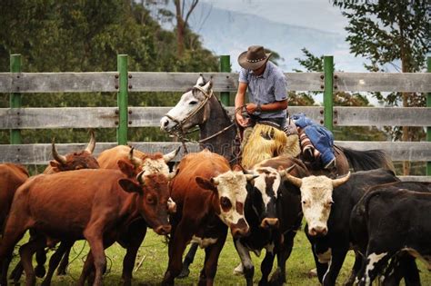 Vaqueros llaneros trabajando con ganado en una extensa sabana