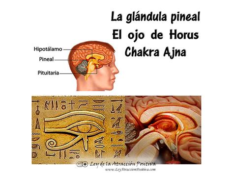 Diagrama de la glándula pineal en el cerebro y su representación como