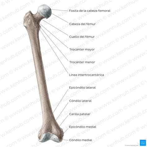 Esquema anatómico de la pieza de jamón mostrando el fémur, la tibia y las masas musculares