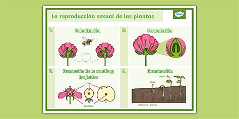 Esquema visual que muestra la forma de mariposa, el borde dentado y el pellizco central característico de la pasta farfalle.