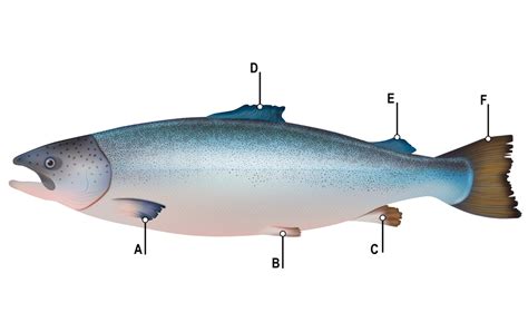 Esquema de las principales partes anatómicas de un salmón