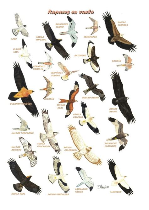 Ilustración de aves rapaces y endémicas encontradas en la Quebrada Cabritería.