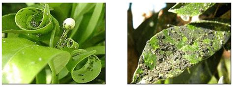 Esquema de los daños causados por pulgones en plantas