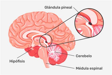 Diagrama anatómico que señala la ubicación de la glándula pineal en el cerebro humano.