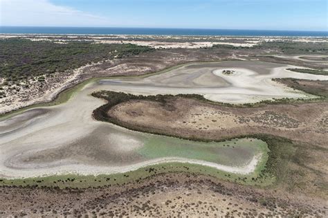 Fotografía aérea de un extenso pinar en la región de Doñana.