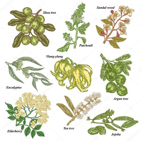 Dibujo de plantas de incienso, ylang-ylang y eucalipto
