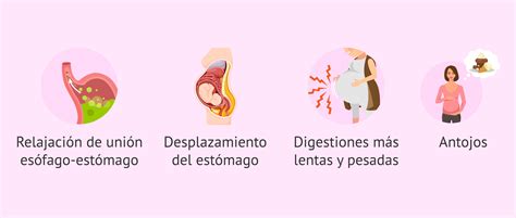 Infografía sobre los efectos metabólicos y digestivos del vinagre de manzana en el cuerpo humano.