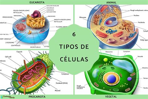 Diagrama o infografía que clasifica y muestra diferentes tipos de pralinés y sus rellenos
