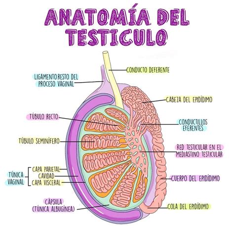 Esquema anatómico del testículo y el escroto con sus estructuras adyacentes