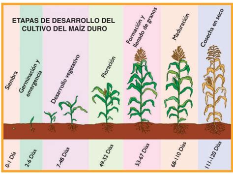 Esquema de las etapas de manejo del cultivo de maíz: desde la preparación del suelo hasta la cosecha, destacando el control de malezas.