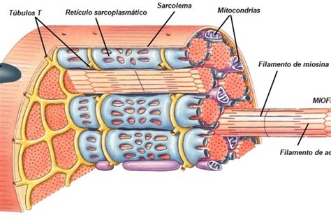 Esquema de fibras musculares rojas y blancas