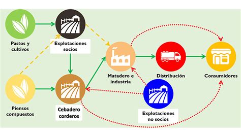 Esquema de la cadena agroalimentaria avícola destacando la importancia de la inocuidad en cada etapa
