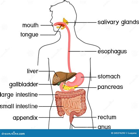 Esquema del sistema digestivo humano