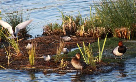 Fotografía de aves acuáticas en el Humedal El Membrillo