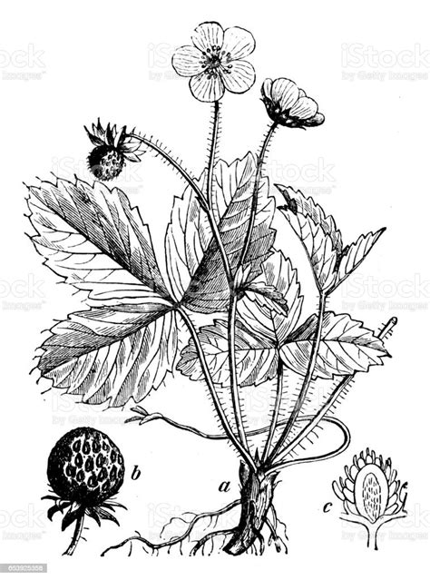 Ilustración antigua de Fragaria vesca