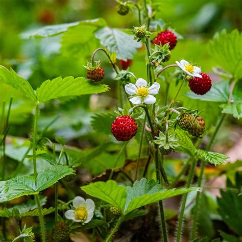 Ejemplar de Fragaria virginiana