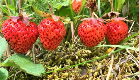 Ejemplar de Fragaria chiloensis de fruto blanco