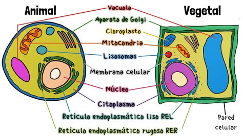 Esquema comparativo entre cuajo animal, microbiano y vegetal para facilitar la identificación en el supermercado