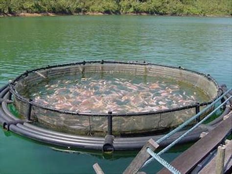 imagen de peces de criadero en una jaula