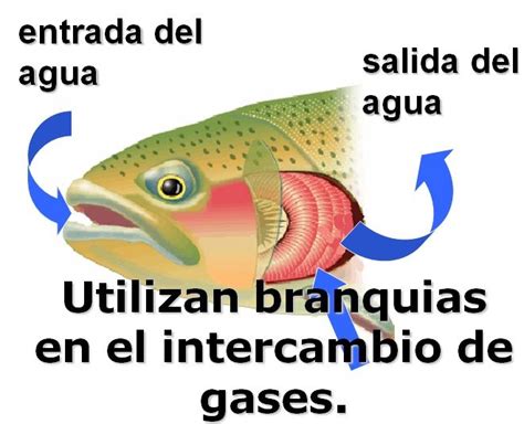 esquema de la respiración en peces mostrando el intercambio de O2 y CO2