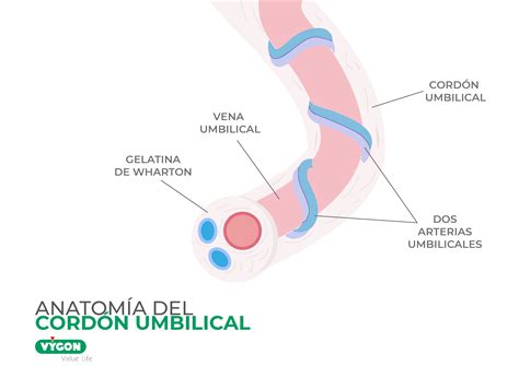Esquema anatómico del cordón umbilical de un ternero recién nacido, mostrando sus componentes principales: arterias, venas y uraco.
