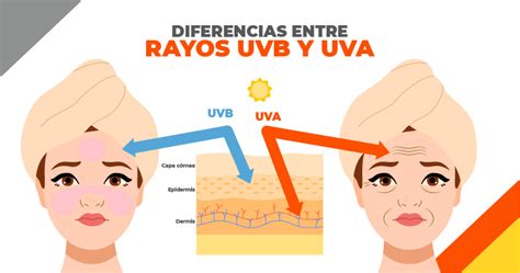 Infografía explicando la diferencia entre los rayos UVA y UVB y sus efectos en la piel.