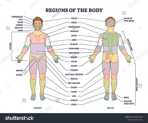 Esquema anatómico mostrando las zonas del cuerpo ideales para tatuajes: costillas, cuello, hombros, manos y tobillos.