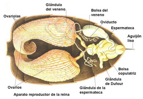 Diagrama detallado del sistema reproductor femenino de una jaiba, mostrando ovarios, espermateca y oviducto.