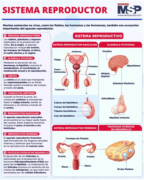 Representación esquemática del sistema reproductor masculino de una jaiba, destacando testículos, vasos deferentes y pleópodos copuladores.
