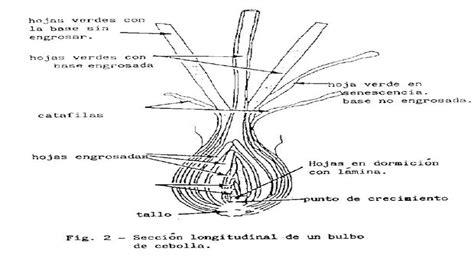 Esquema de las partes botánicas de Allium fistulosum (raíces, seudotallo, hojas tubulares)