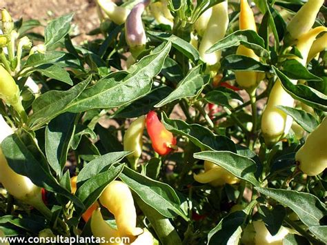 Planta de Capsicum annuum con frutos maduros