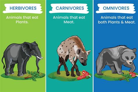 Ilustración que muestra las tres categorías principales de dietas animales: herbívoro, carnívoro y omnívoro.