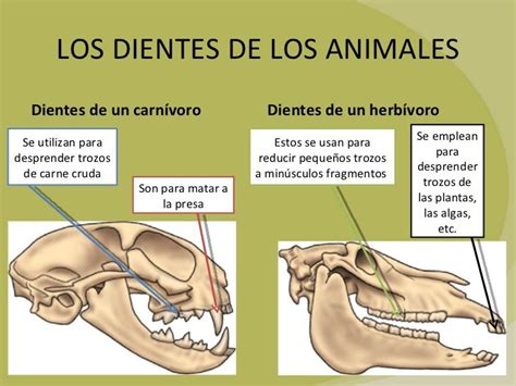Infografía detallando la dentadura de un carnívoro (dientes afilados para desgarrar carne).