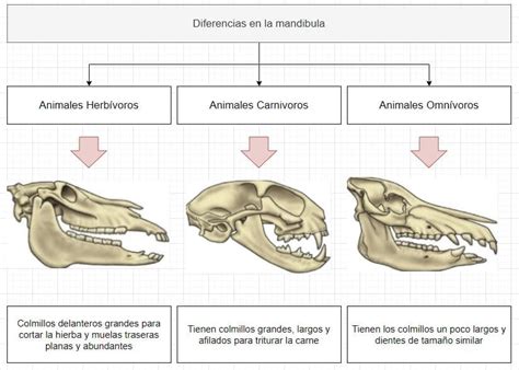 Imagen comparativa de las dentaduras: herbívoro (molares planos), carnívoro (caninos afilados) y omnívoro (mezcla de ambas).