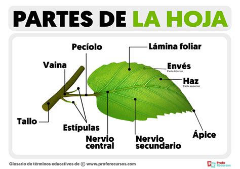 Esquema descriptivo de una hoja de vid con sus nervaduras para identificación ampelológica