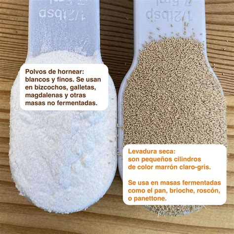 foto de primer plano mostrando la diferencia entre levadura activa espumosa y levadura inactiva