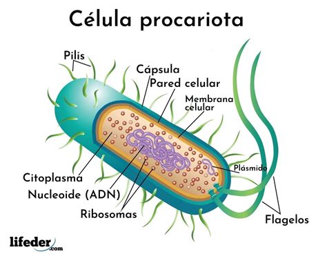 Micrografía de bacterias procariotas mostrando su morfología y ausencia de núcleo