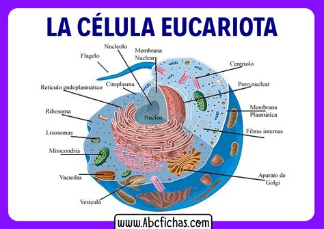 Diagrama de una célula eucariota animal con sus orgánulos