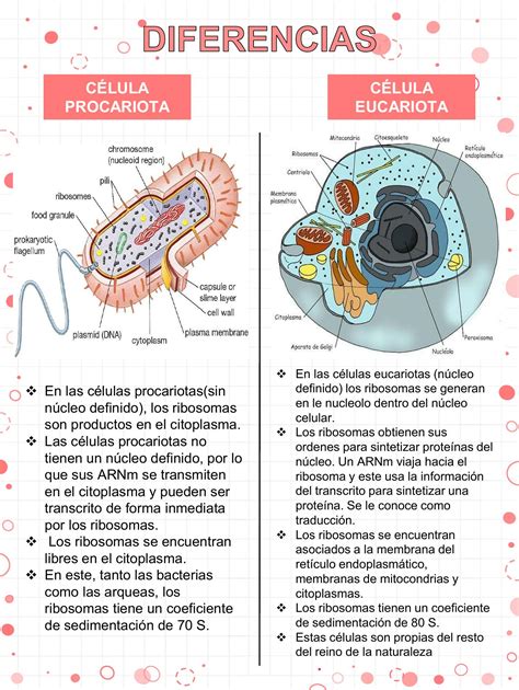 Infografía comparativa de las diferencias clave entre células procariotas y eucariotas