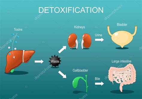 Esquema sobre el proceso de desintoxicación hepática y el rol de la bilis.